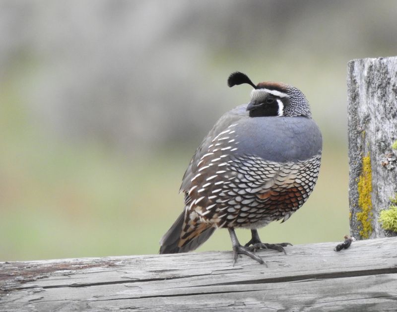 California Quail perched on fence