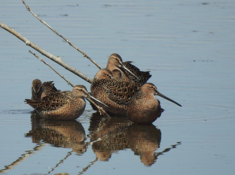 Six Long-billed Dowitcher at rest, Duck Lake, Creston, May 2019