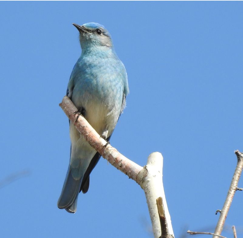 Mountain Bluebird, male, Nelson Waterfront