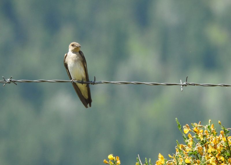 Northern Rough-winged Swallow perched on a wire at Nelson Landing, Nelson BC June 2019