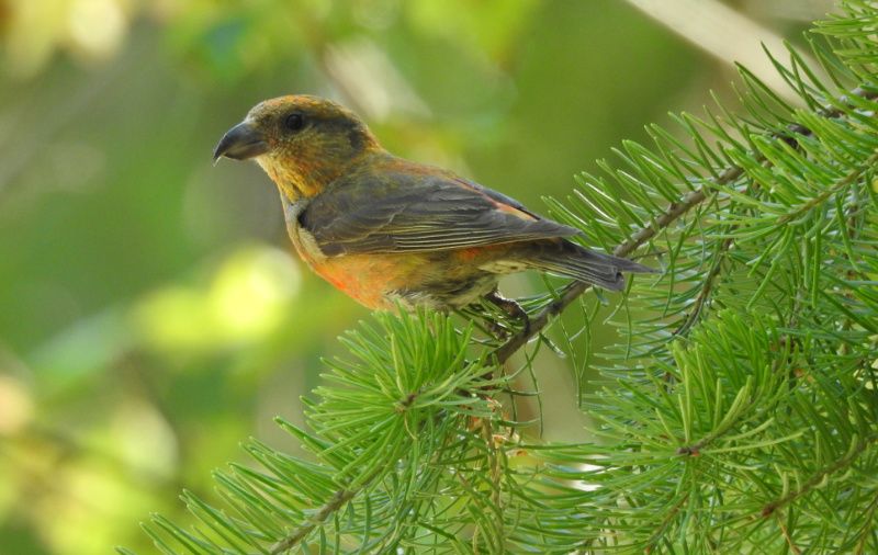 Red Crossbill perched on a conifer branch, Svoboda Road, July 2020