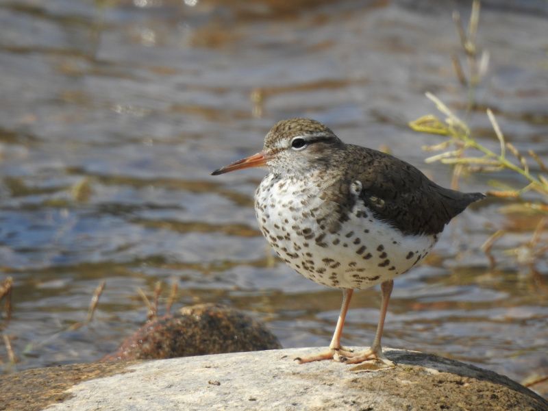 Spotted Sandpiper perched on a rock in a river at Taghum near Nelson, BC