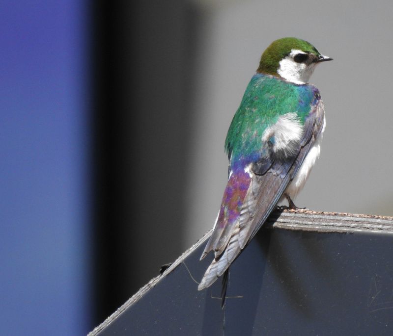 Violet-green Swallow on a roof at Whitewater Resort