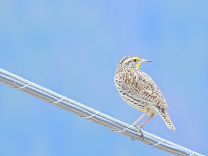 Western Medowlark perched on a wire