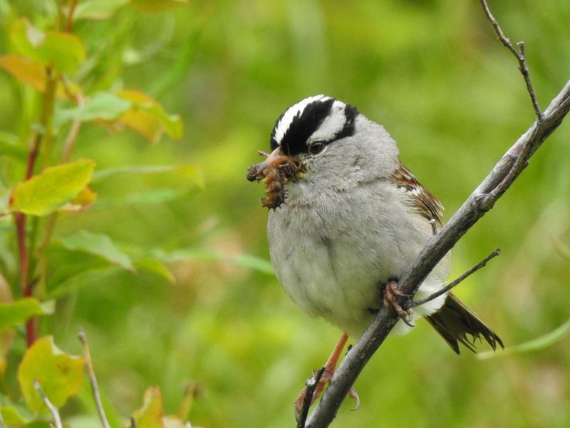 White-crowned Sparrow with captured insect at Whitewater Resort