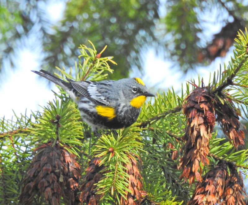 Yellow-rumped Warbler, male Audubon's near Nelson BC