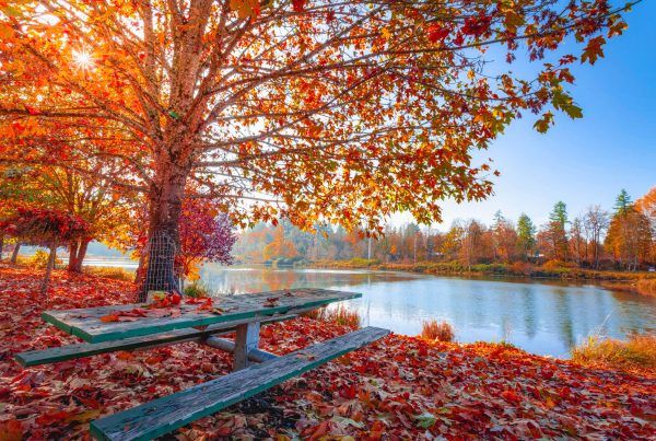 fall scene with autumn leaves by a lake